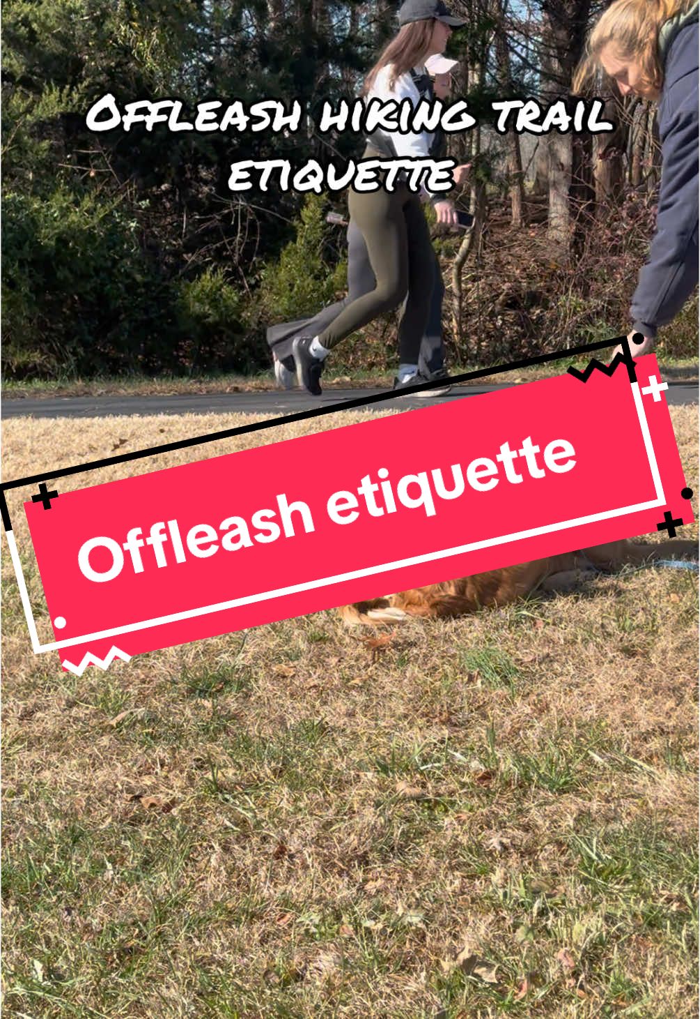 @DivineCanineDogTraining