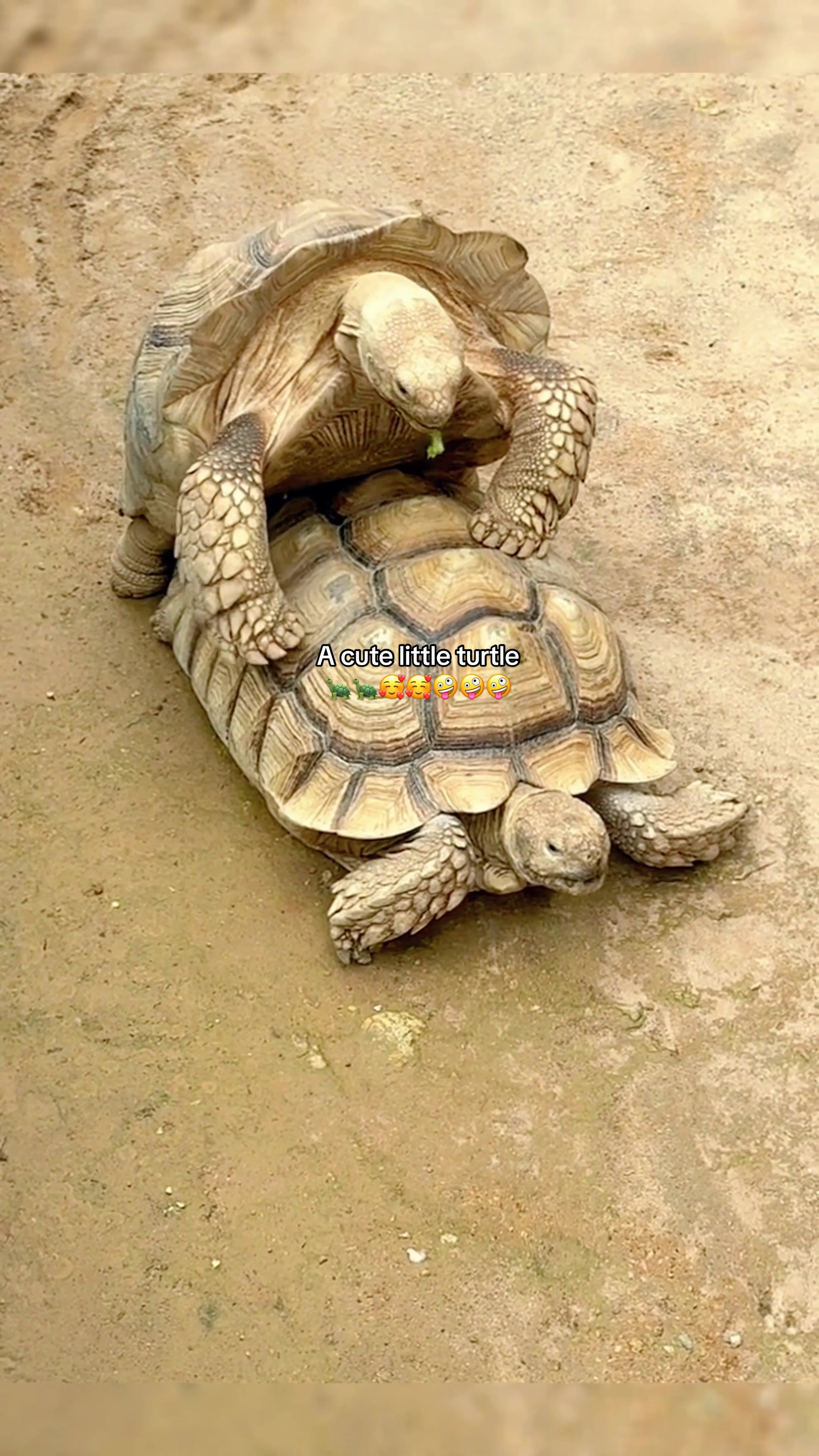@Mr. Turtle