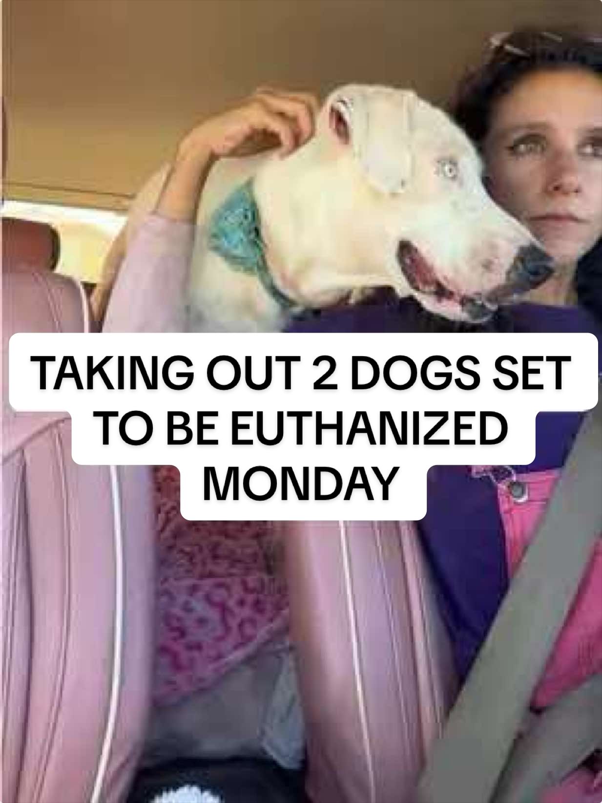 @Cassondra | Maui Shelter Dogs