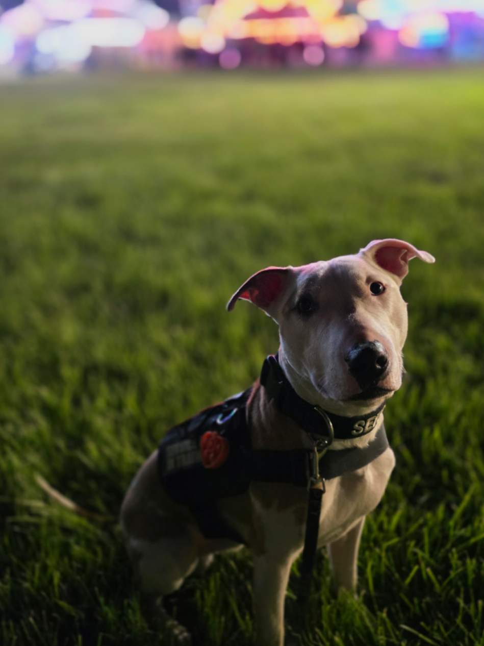@Canine Wonders Training