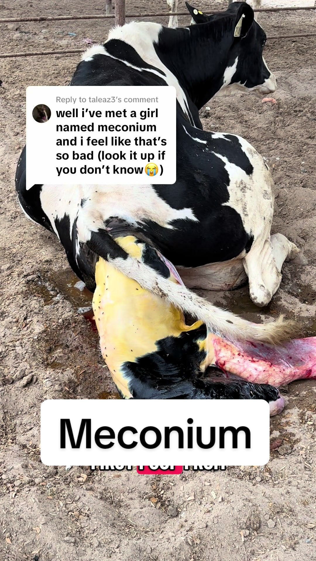 @Dairy Vet Dr. Michelle