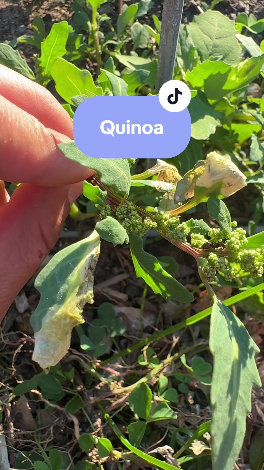 @Manica | zone 6a gardener