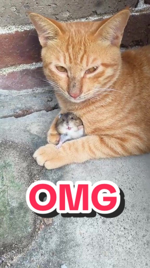 @FurFunDaily