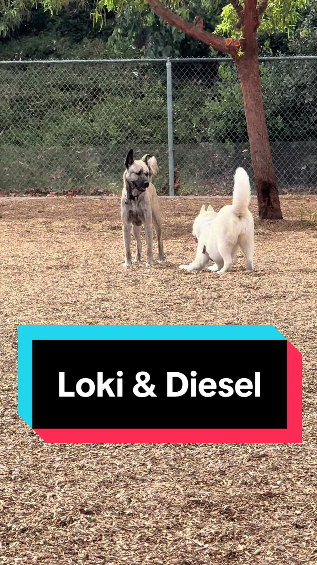 @Loki
