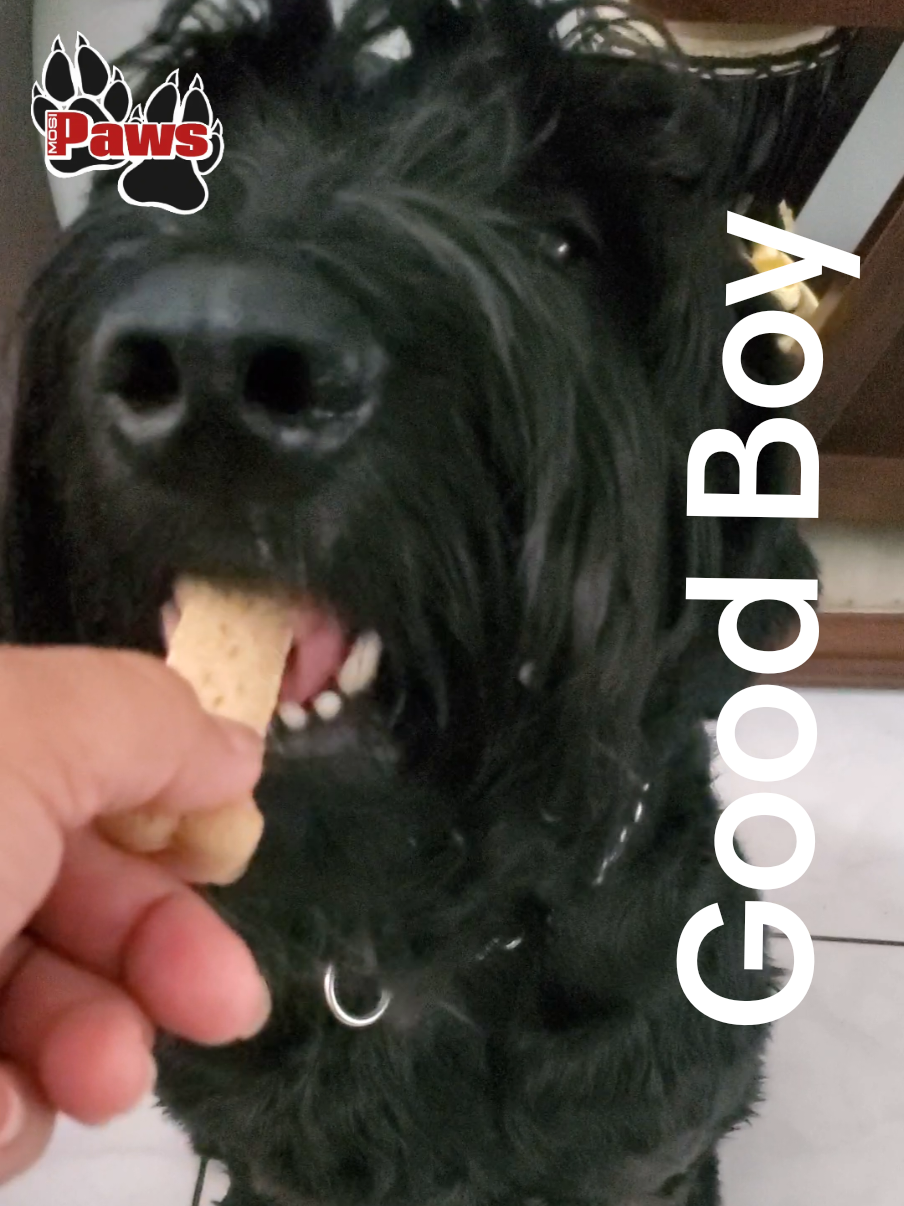 @Giant Schnauzers