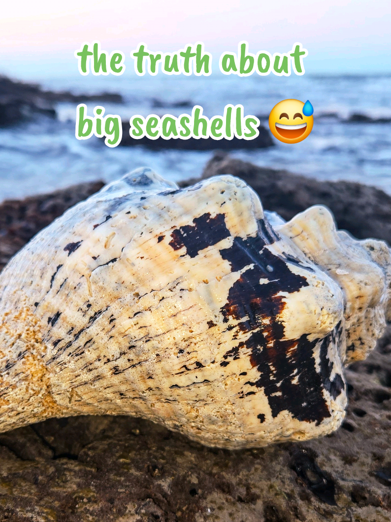 @The Seashell Mermaid 🐚