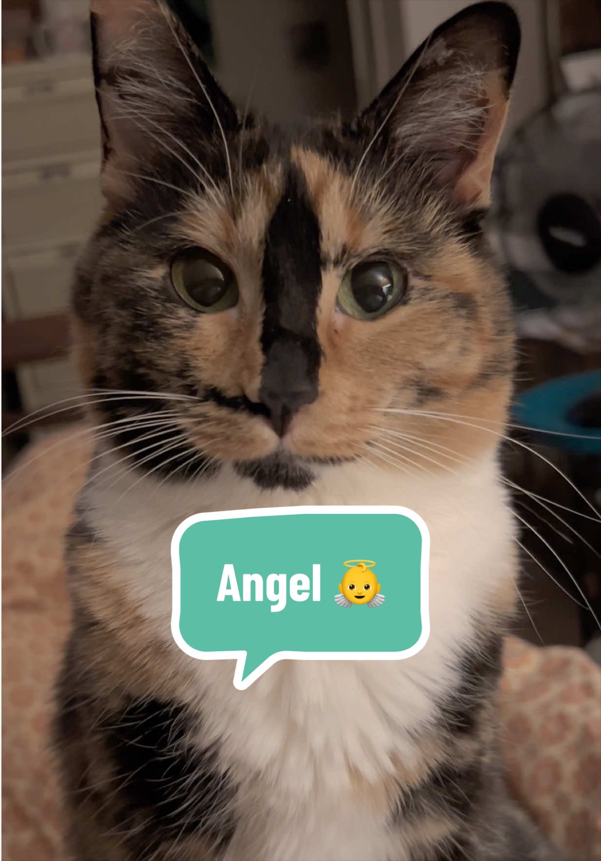 @SnickersTheSmilingCat