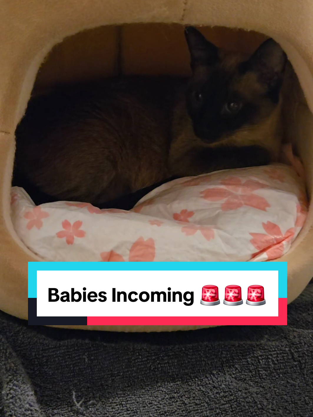 @Brittany Beauties Kittens