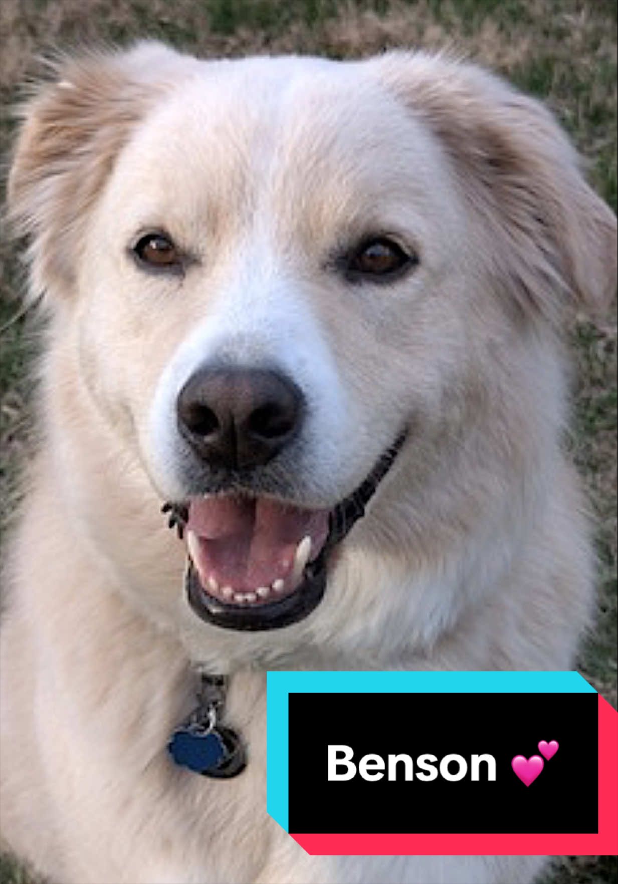 @Joyful Pets