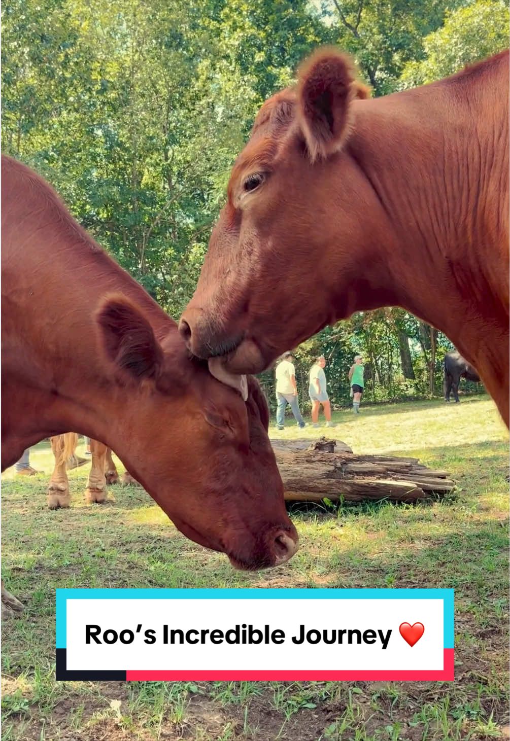 @The Gentle Barn | Sanctuary