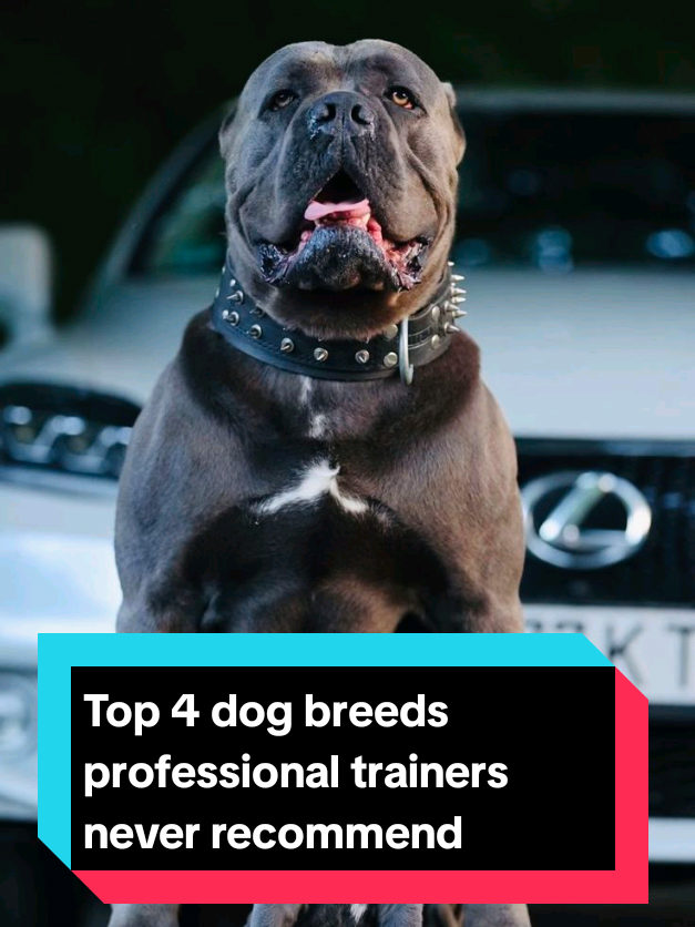 @The pet post