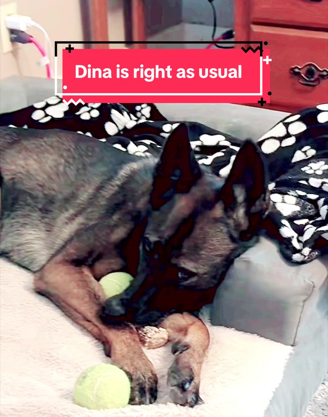 @K9 Dina