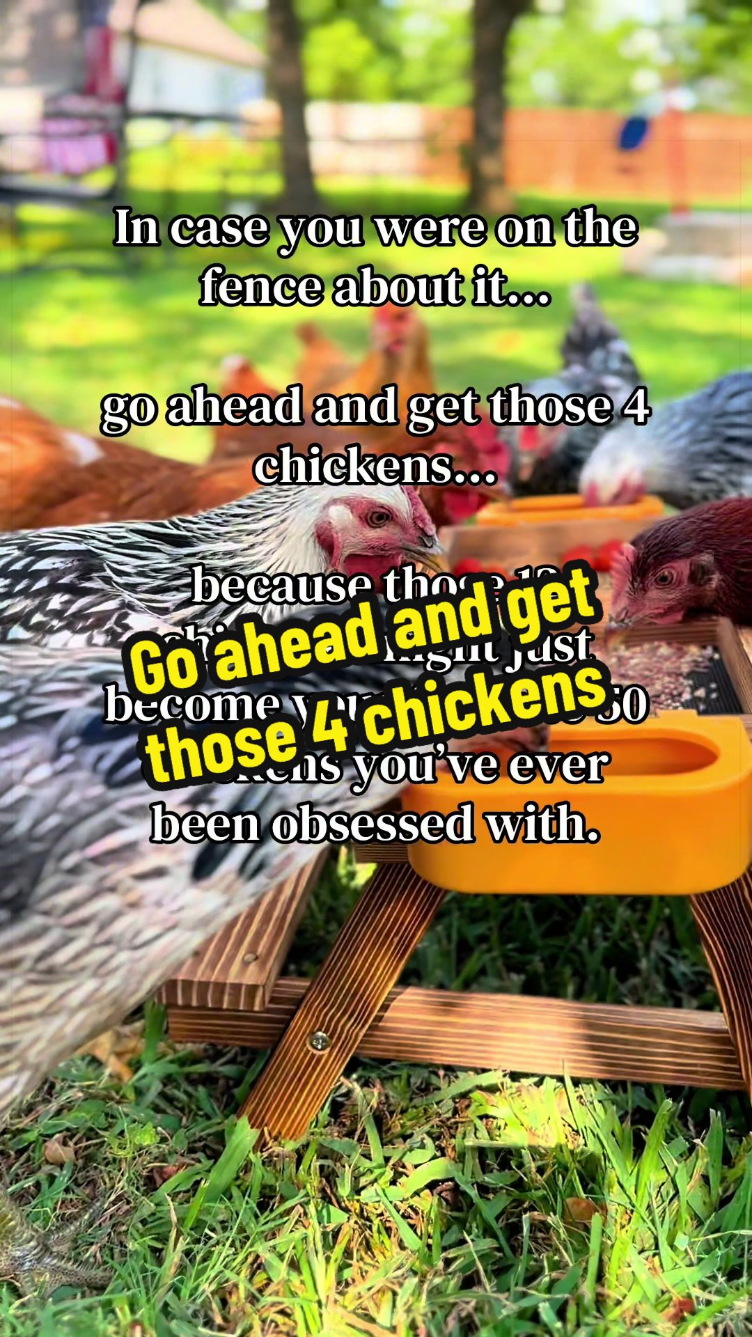 @Wingin It Homestead