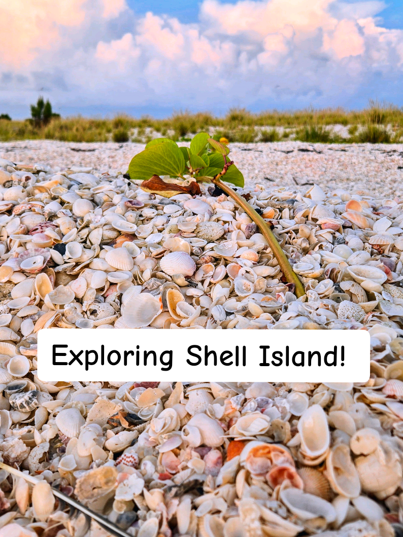 @The Seashell Mermaid ๐