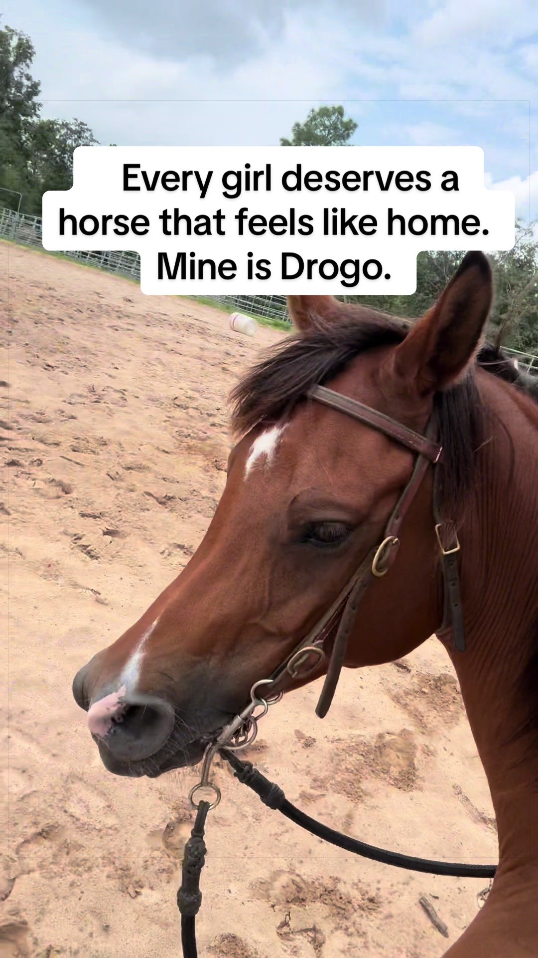 @Horse Life With Dawn❌