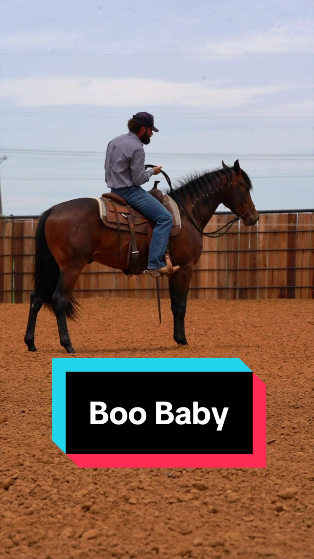 @WS Horses