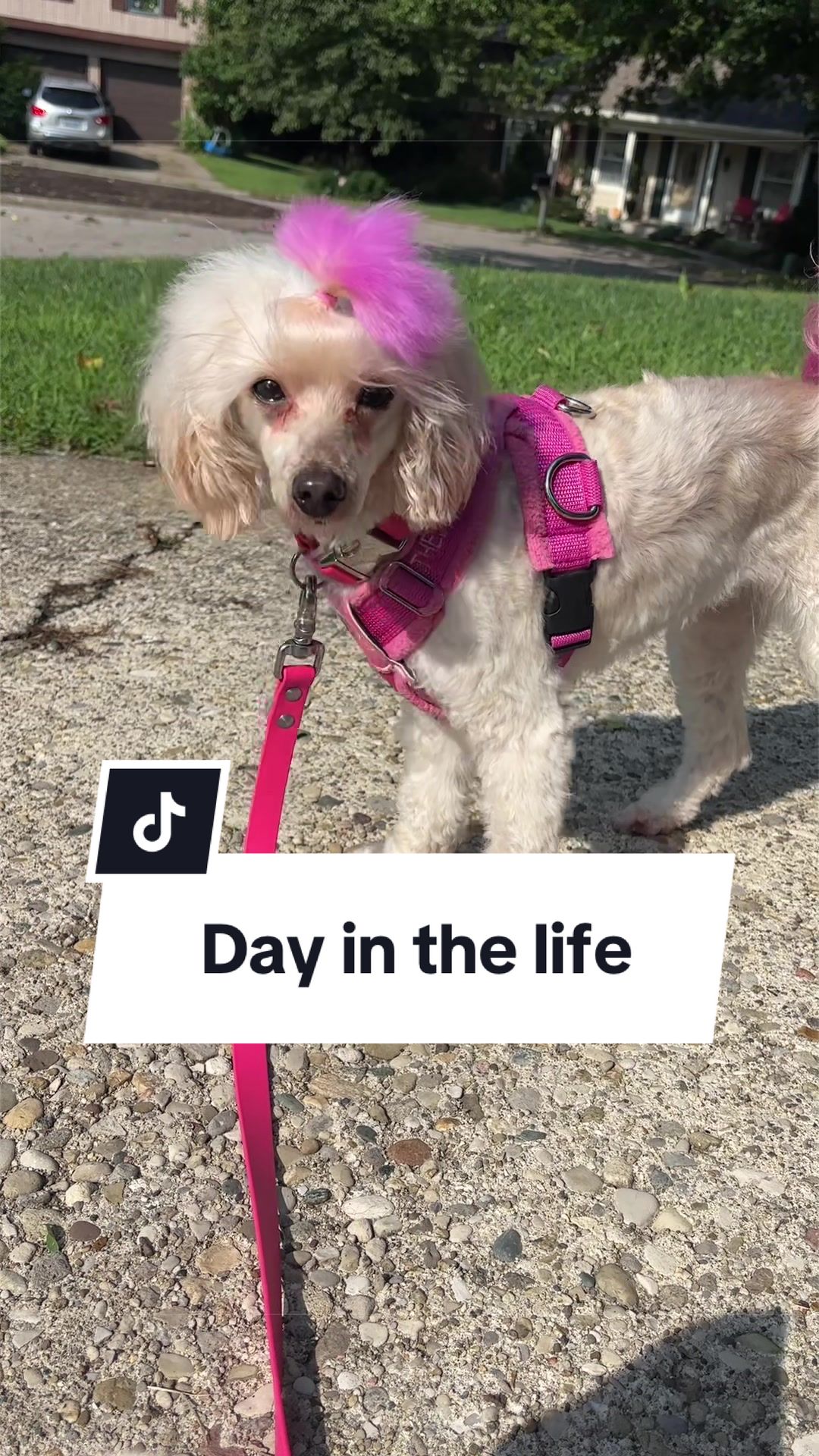 @Maddie, Jovie & Nessie🤍🤎🐩