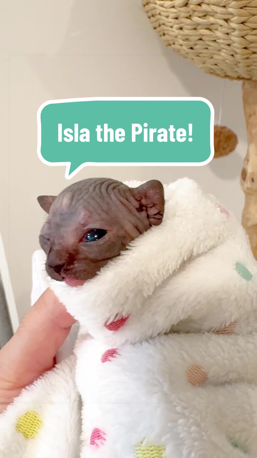 @Boba’s Buds Minskin Cats