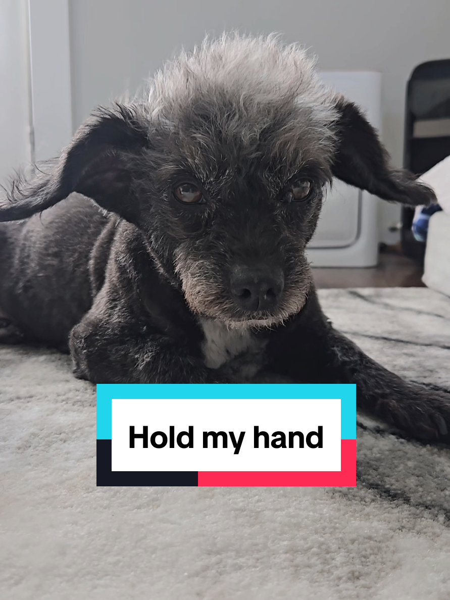 @Koda the Canine Yoda