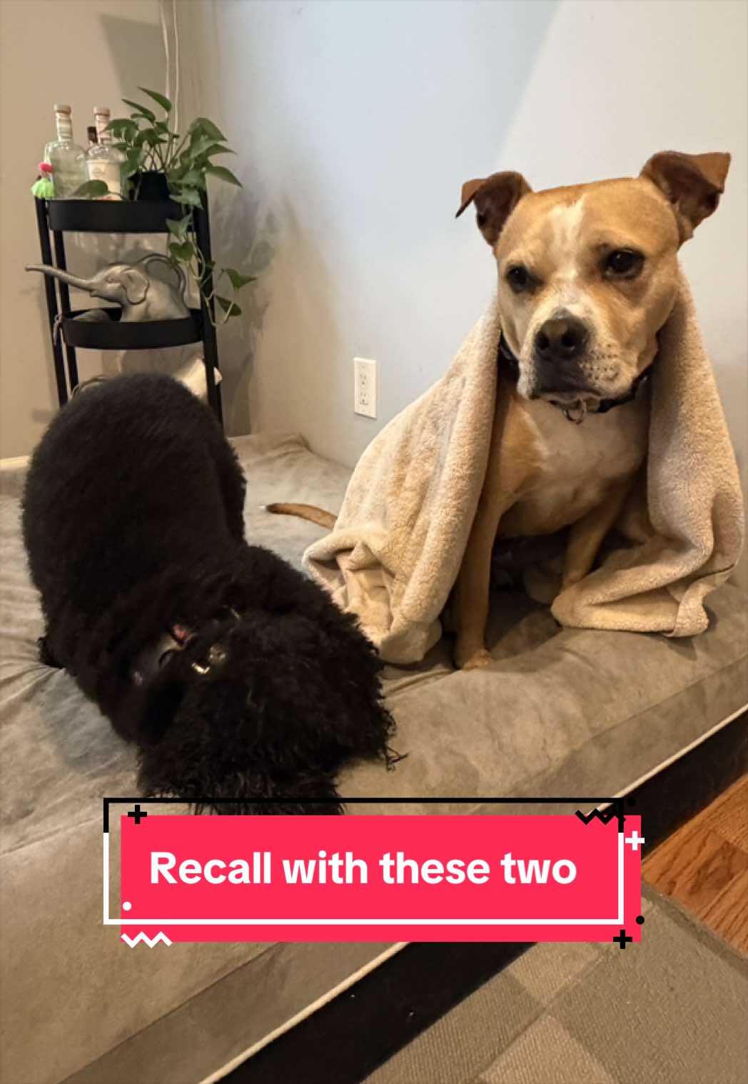 @dogstrainjen