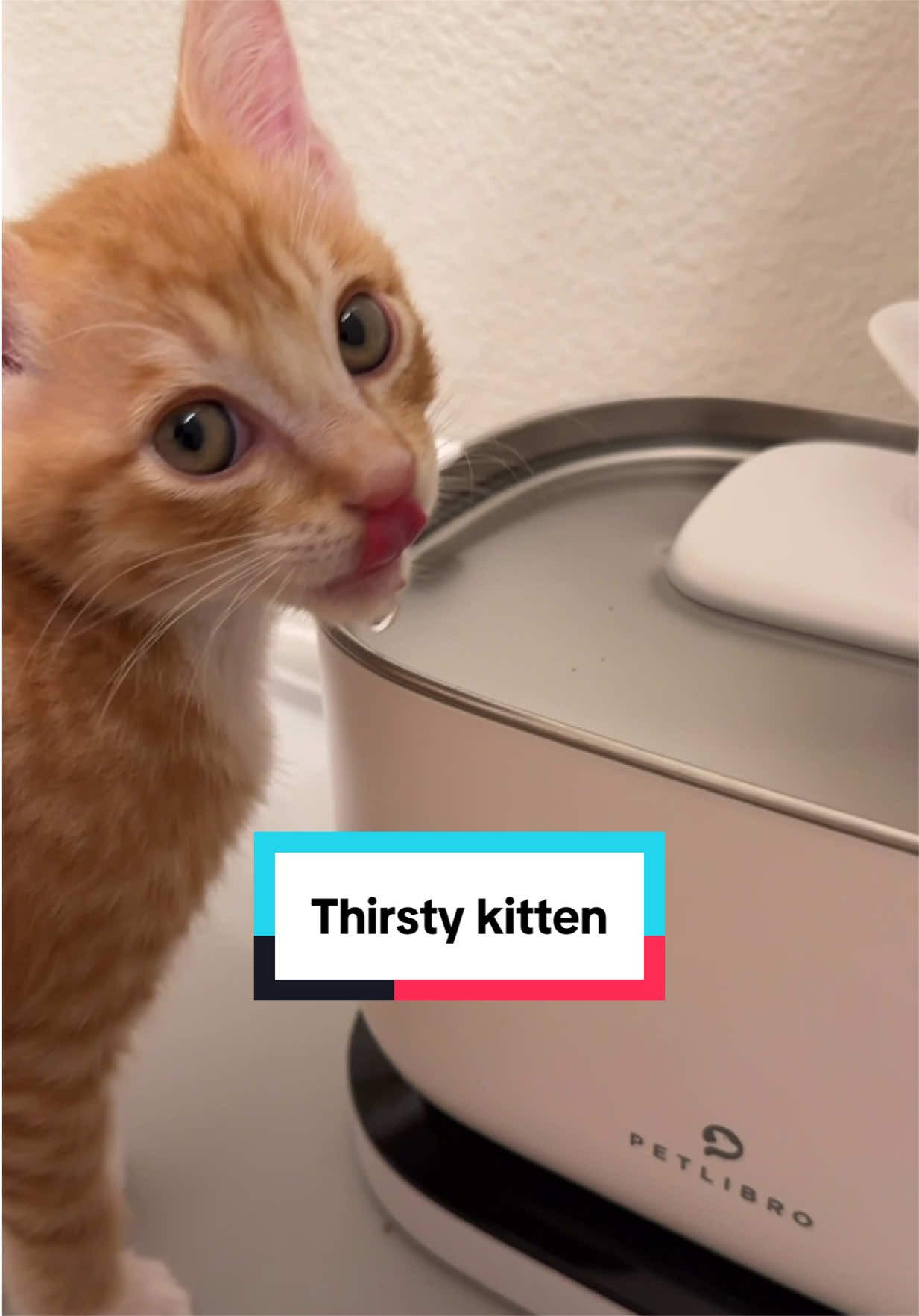 @Mariah | Cat Mom
