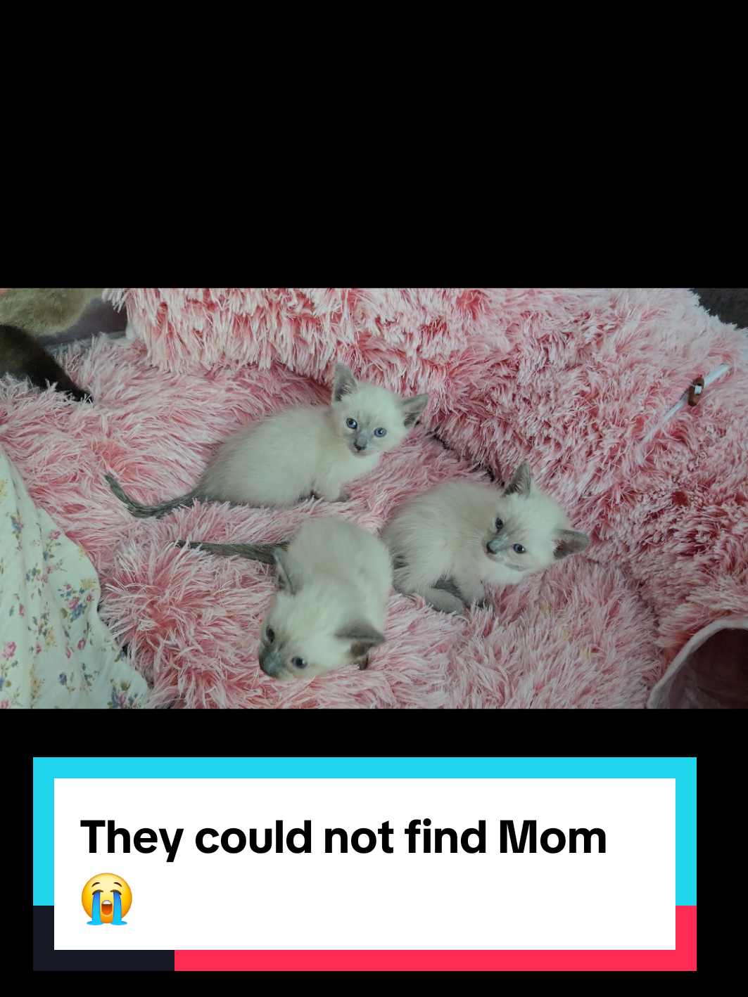 @Brittany's Beauties Kittens