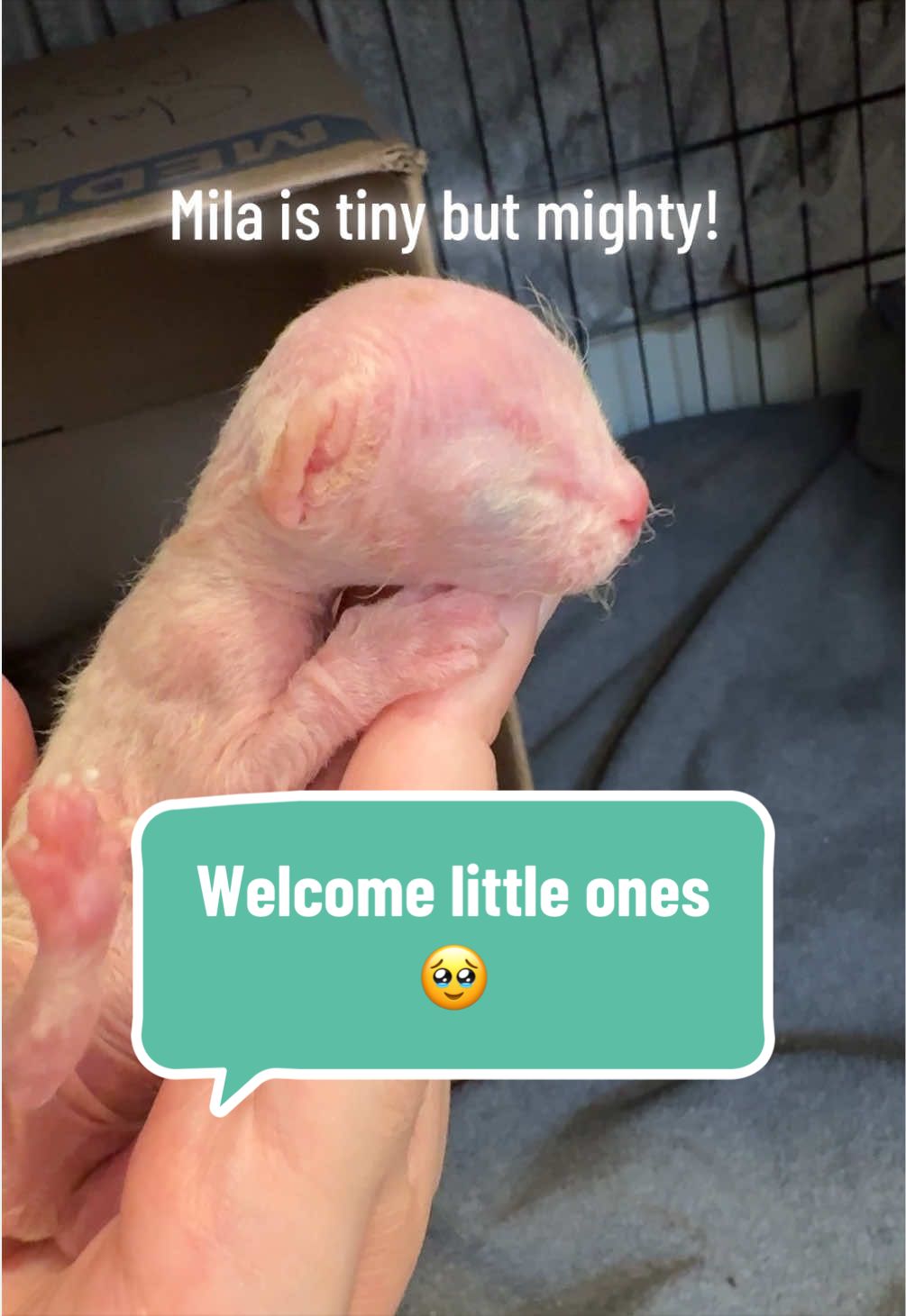 @Boba’s Buds Minskin Cats
