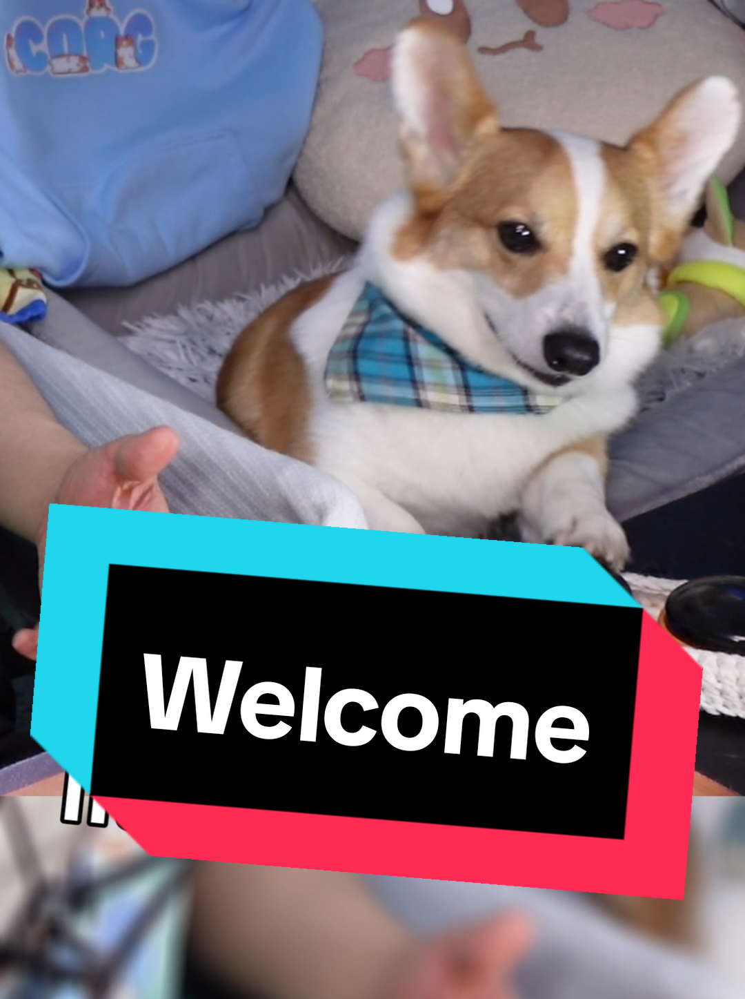 @Protocorg | Twitch Streamer