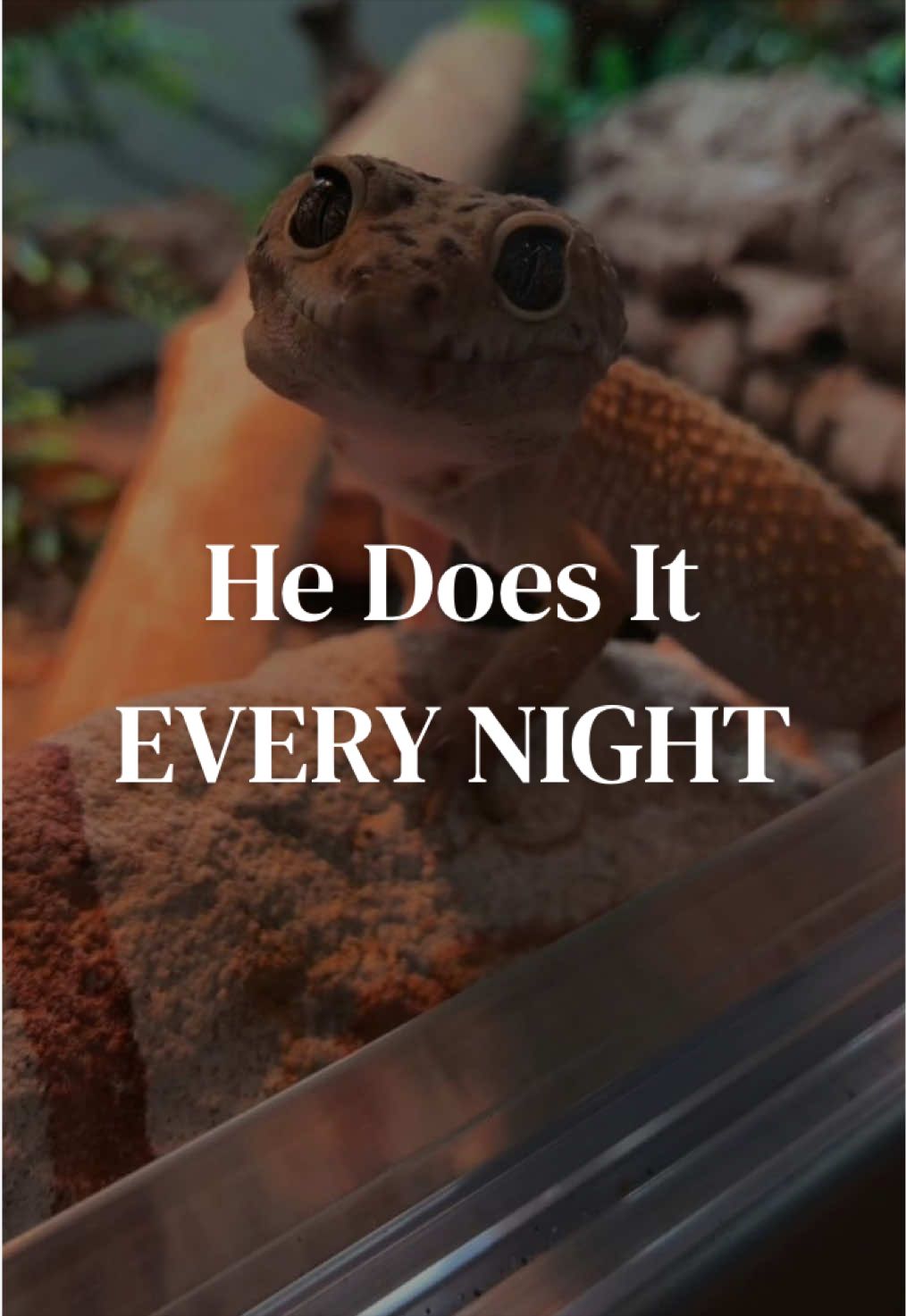 @Sydney | Leopard Gecko Nerd🦎