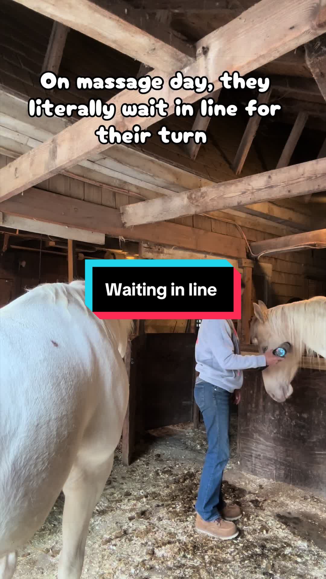 @Sandra&rsquo;s pale herd 🐴