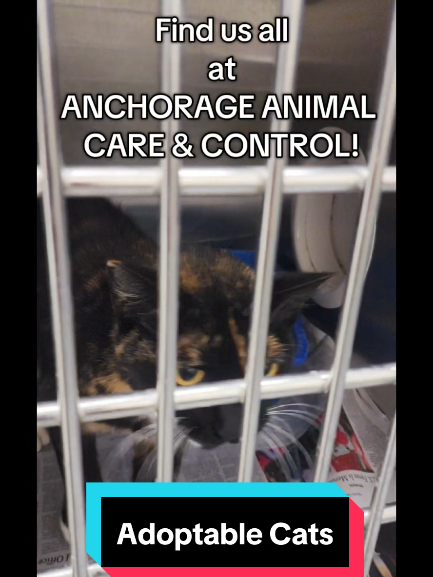 @Anchorage Animal Care Control