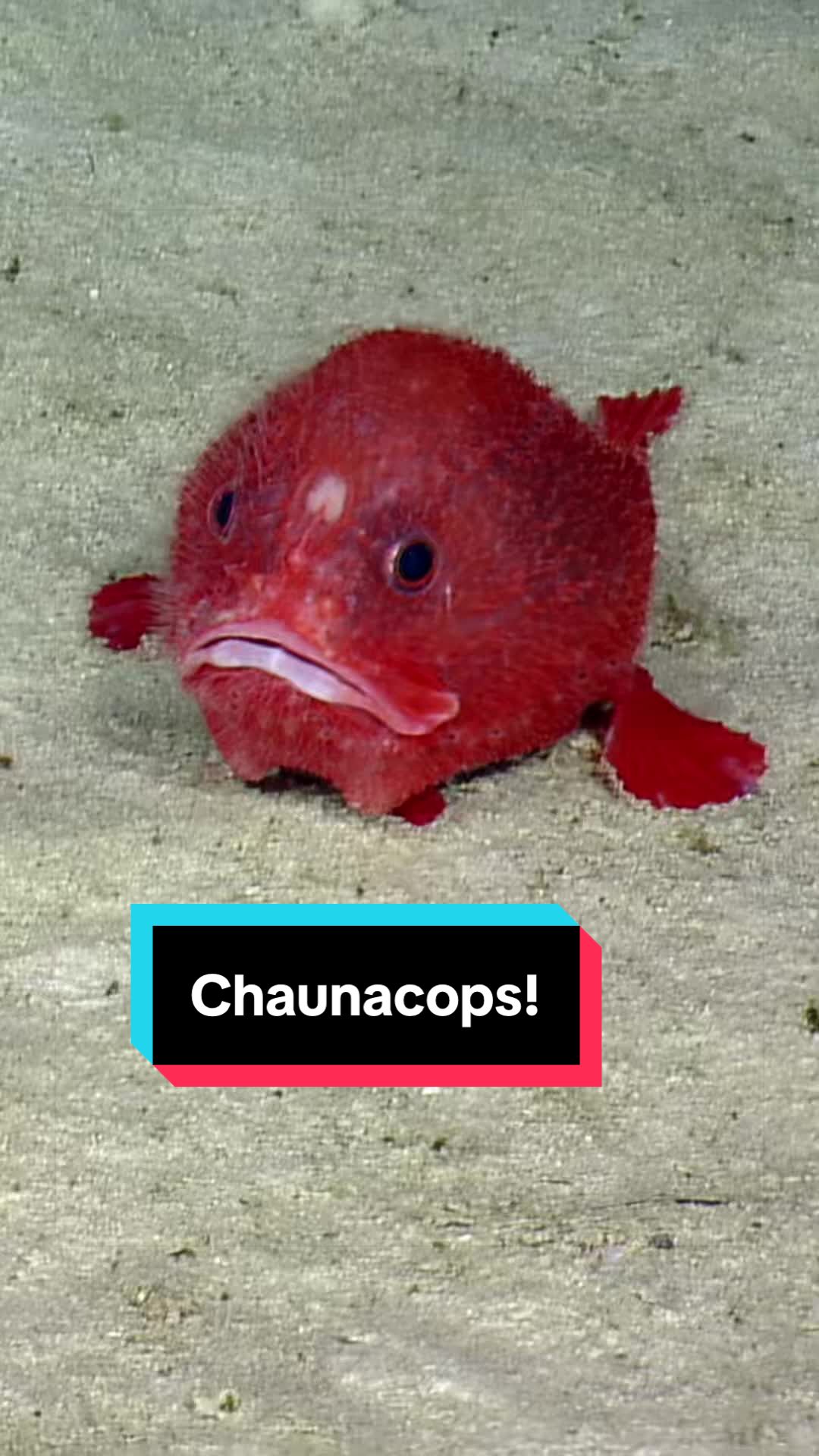 @Ocean Exploration Trust