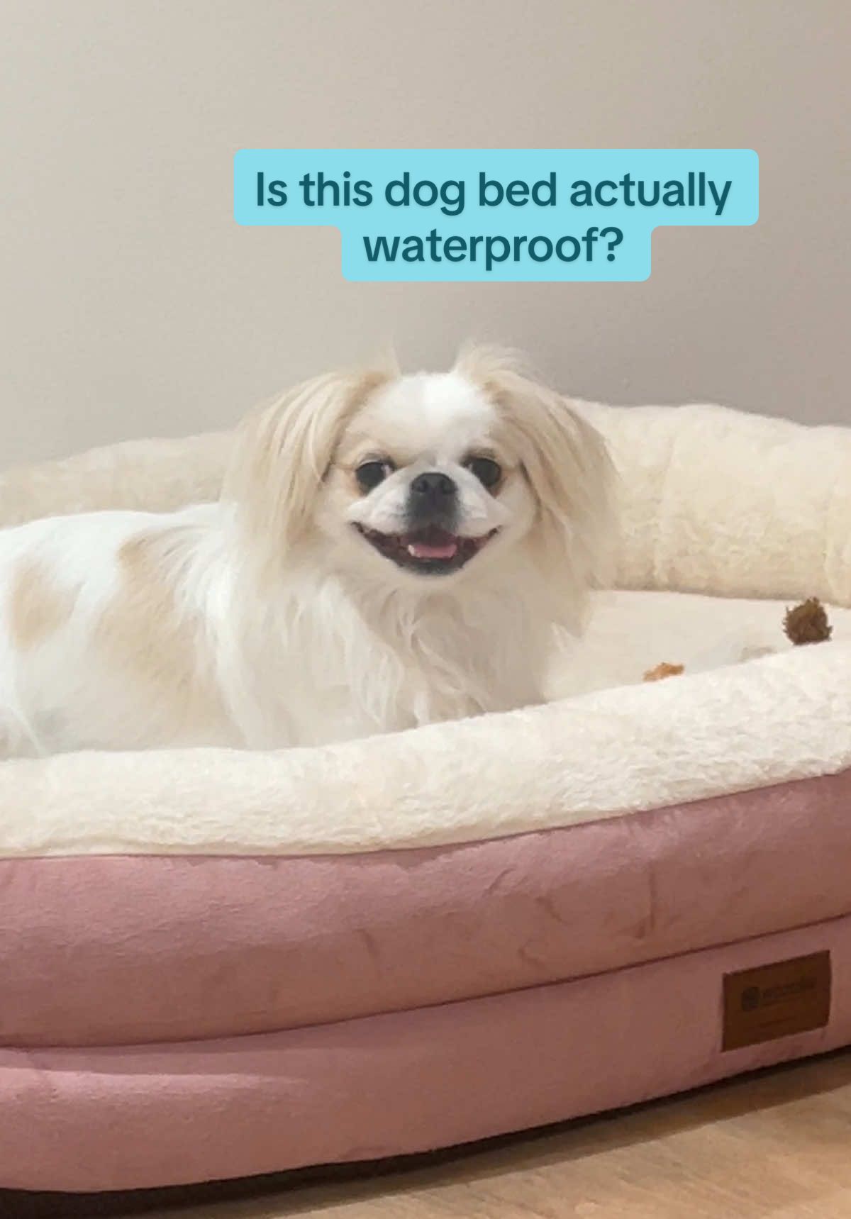 @toe beans inc!🐾