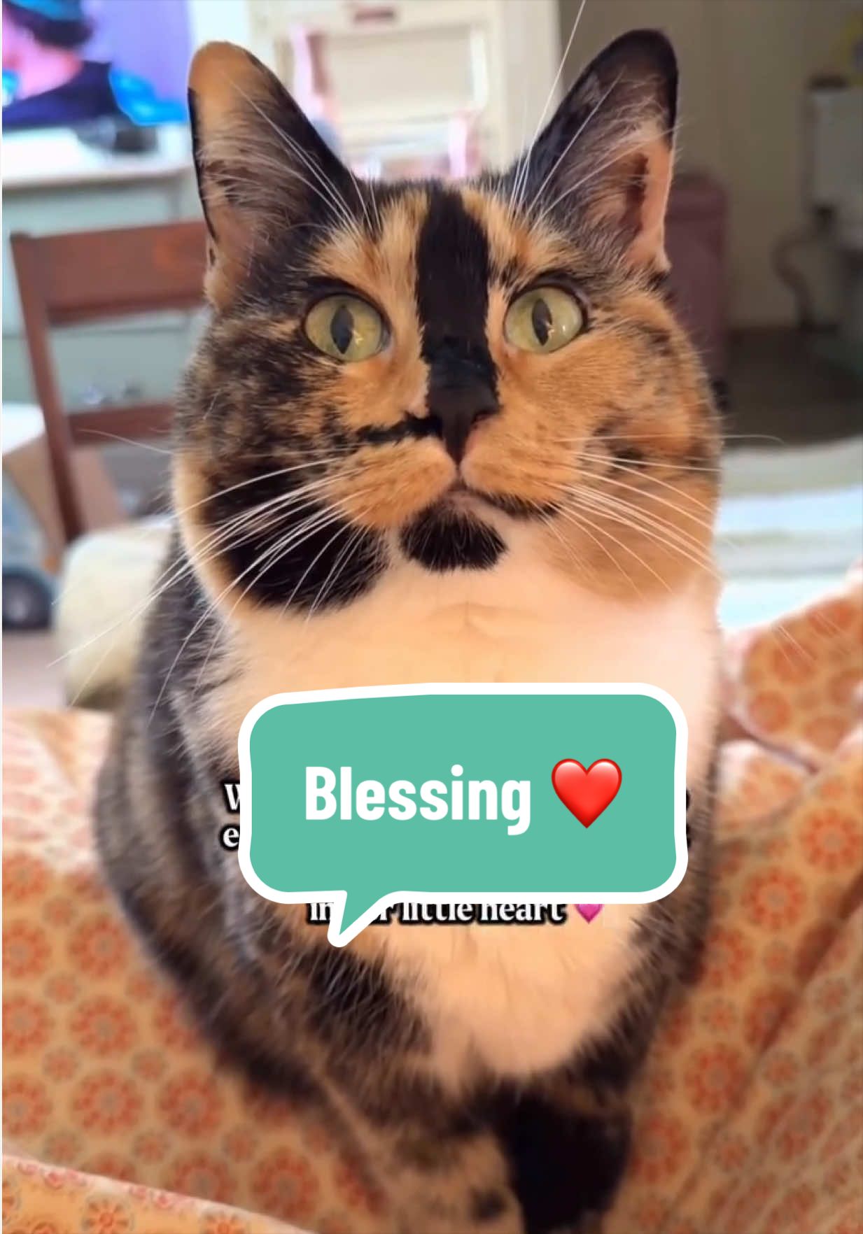 @SnickersTheSmilingCat