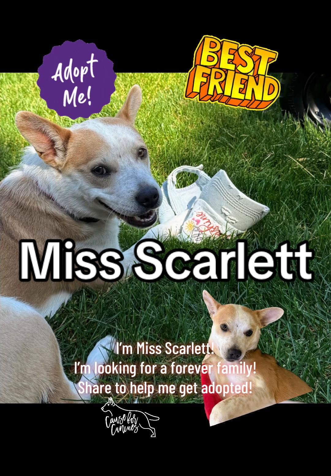 @causeforcaninesrescue