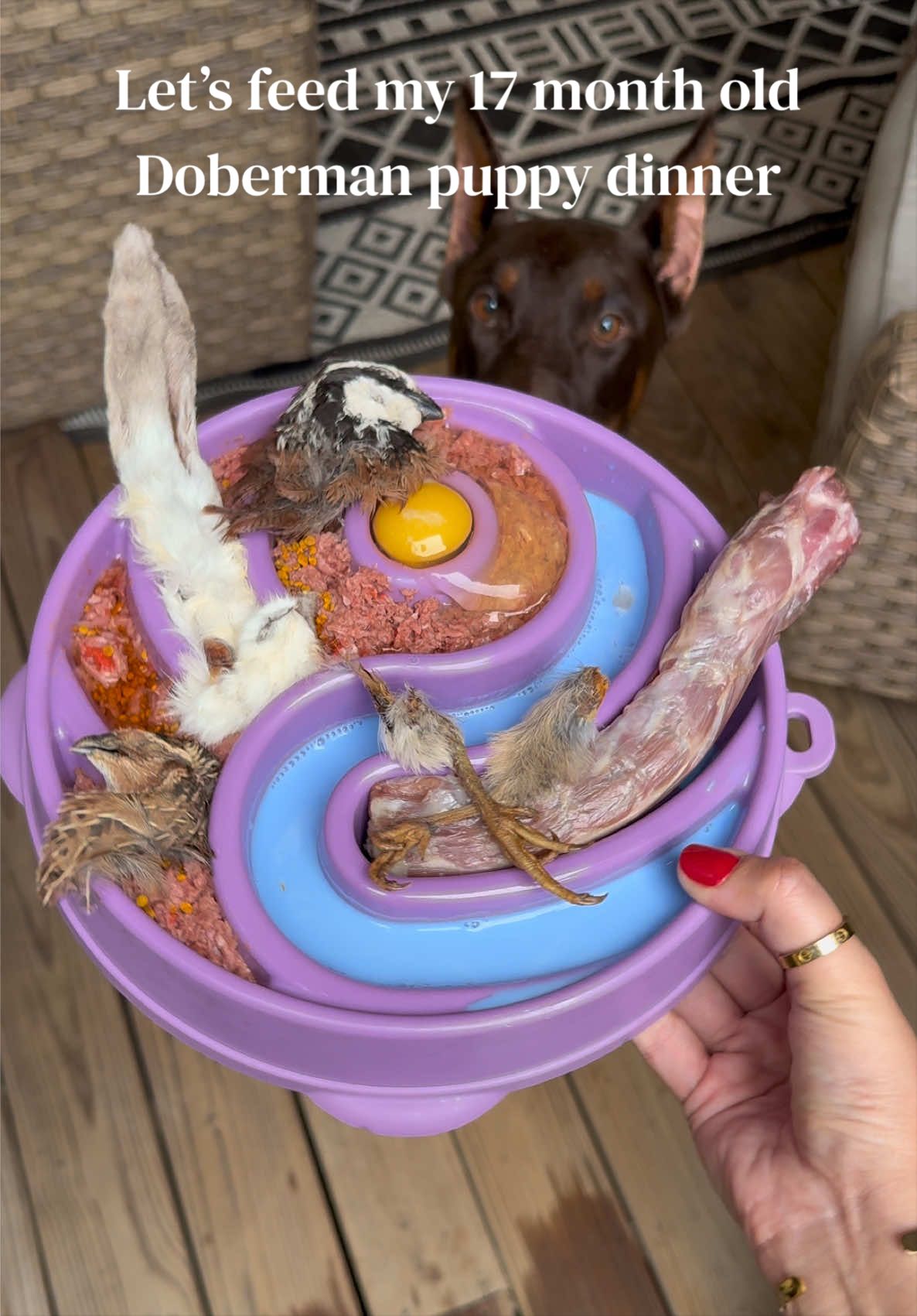 @Nala the Doberman