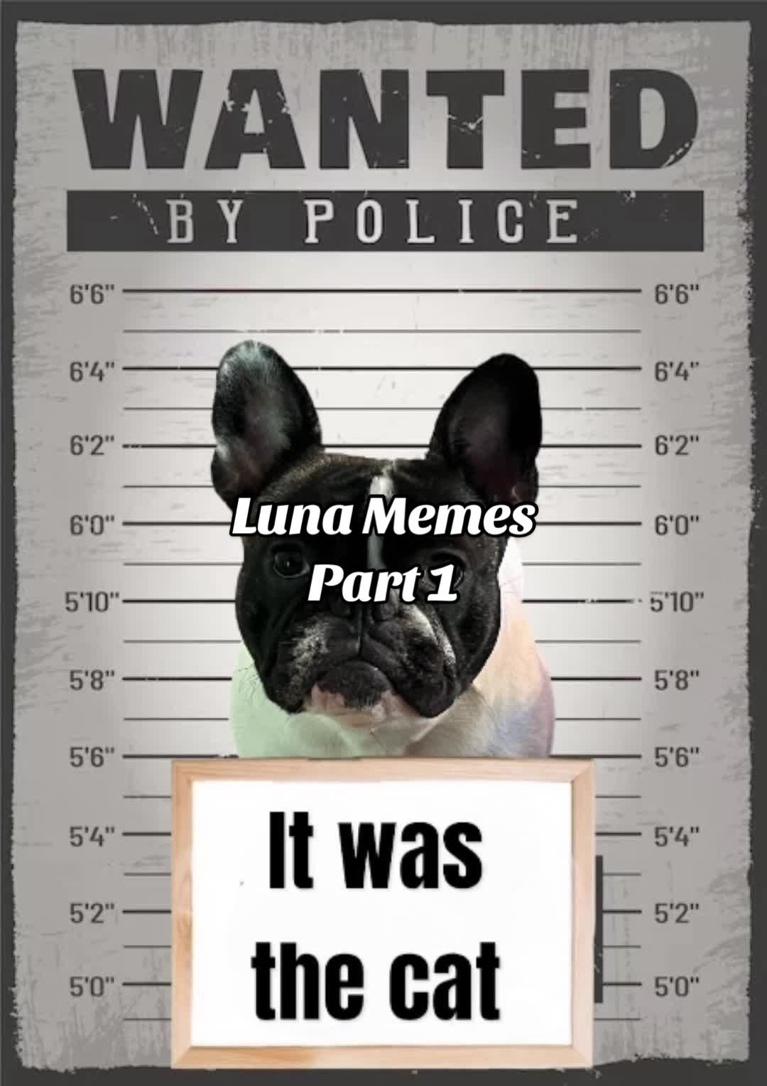 @Luna the Frenchie & Friends