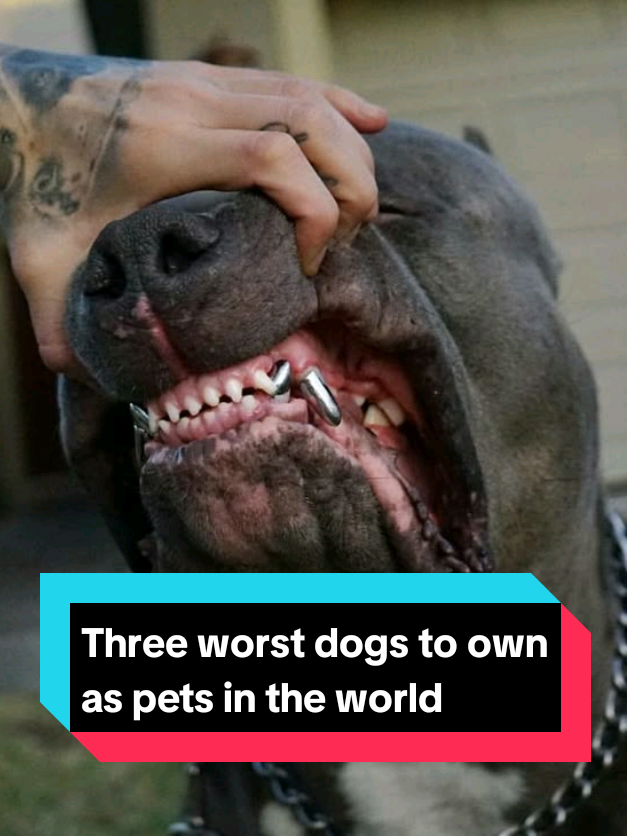 @The pet post