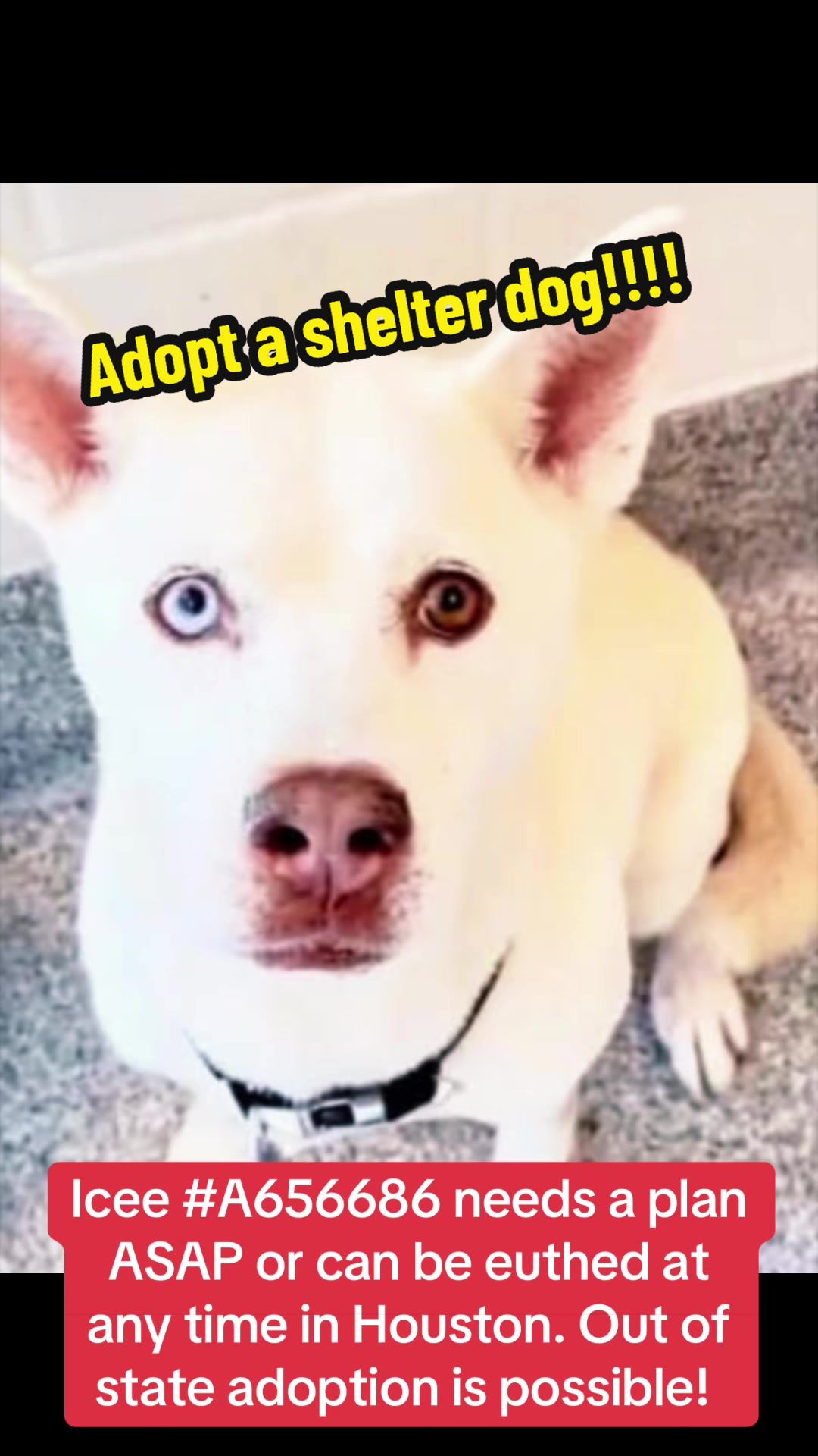 @Rescue Dog Army