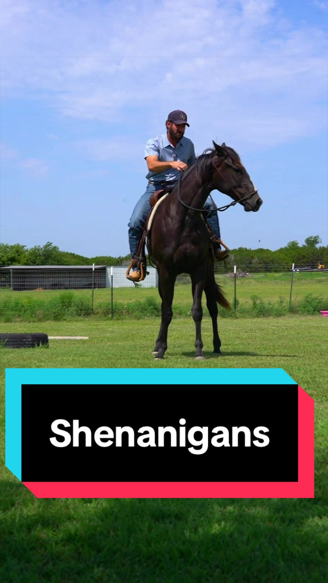 @WS Horses