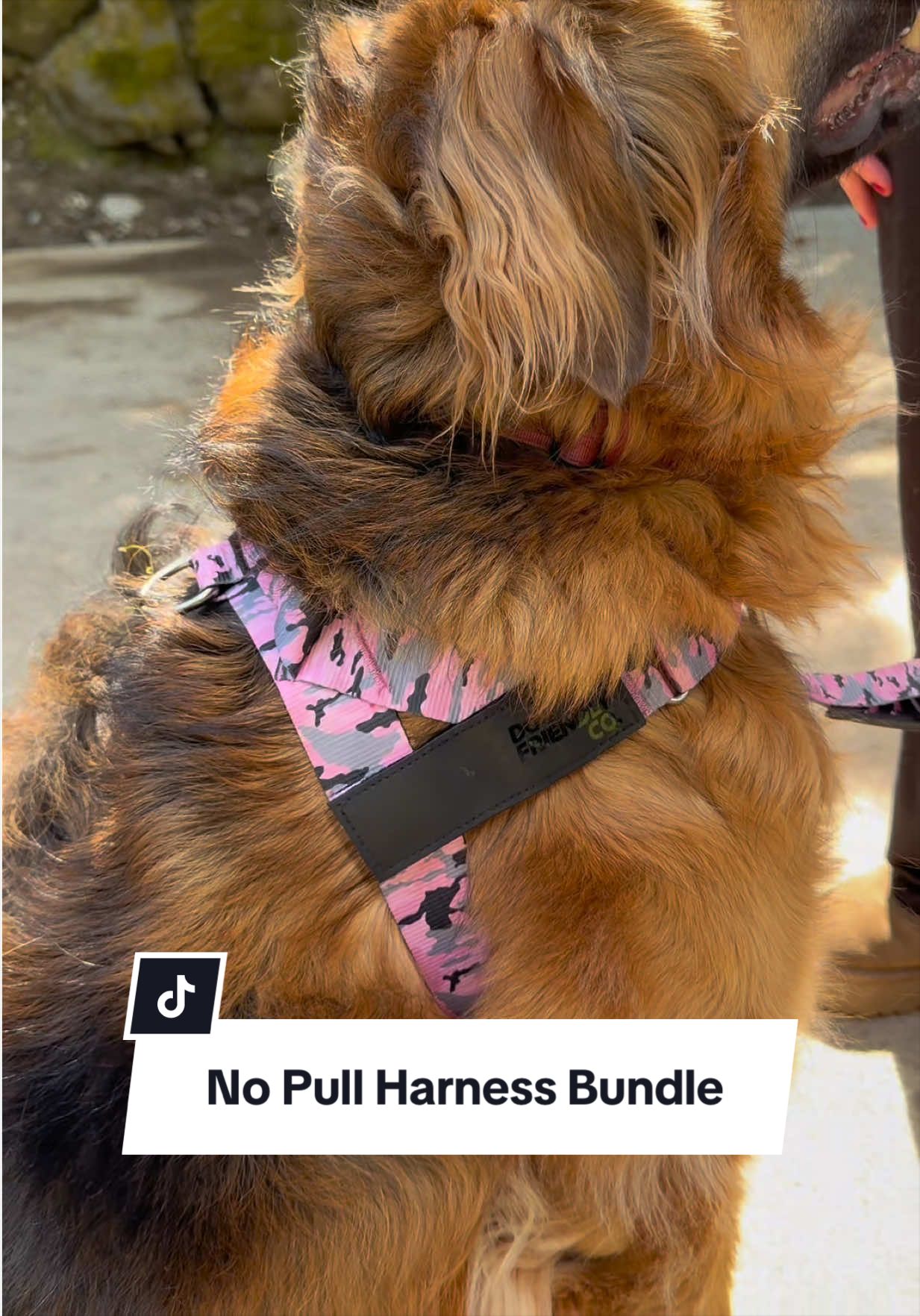 @lifewithgoldenshepherds