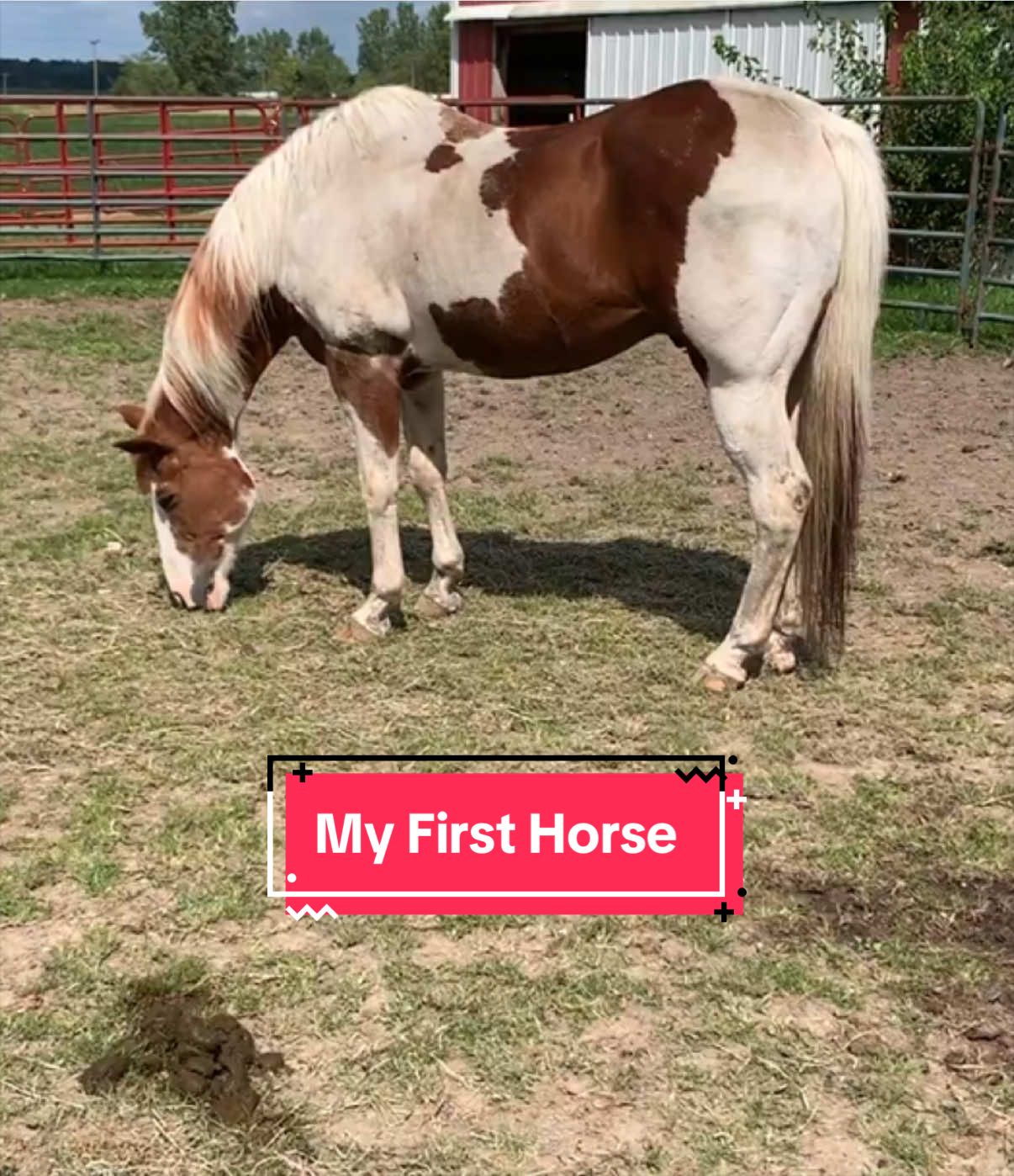 @yourhorseandponyleader