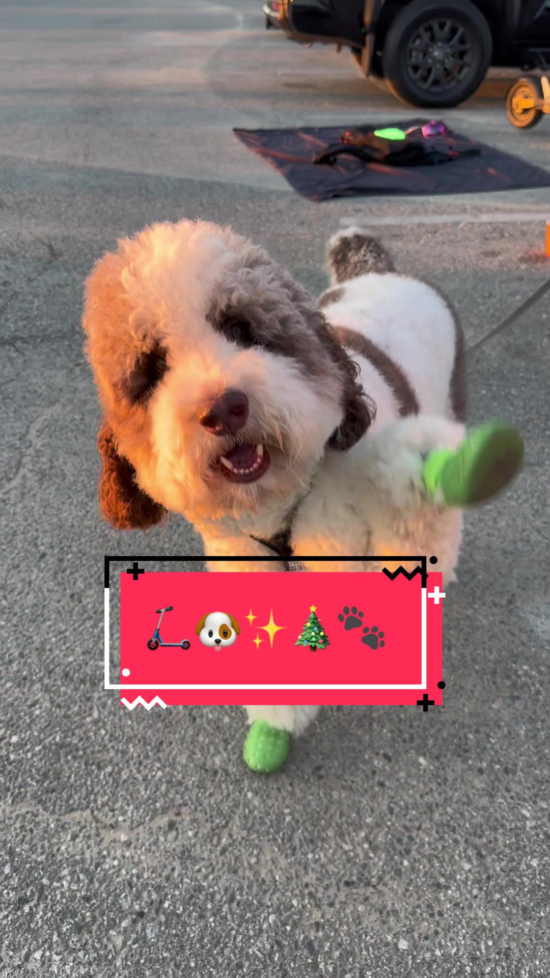 @TheScooterPup