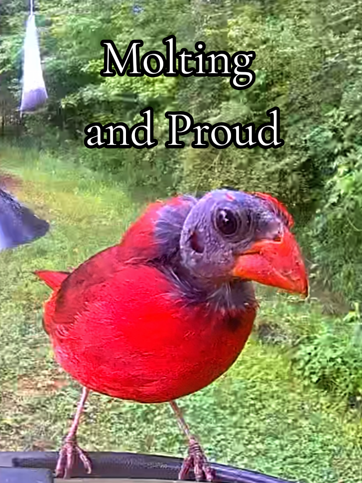 @Dobie/ Chicken Mom, & Bird ❤️r