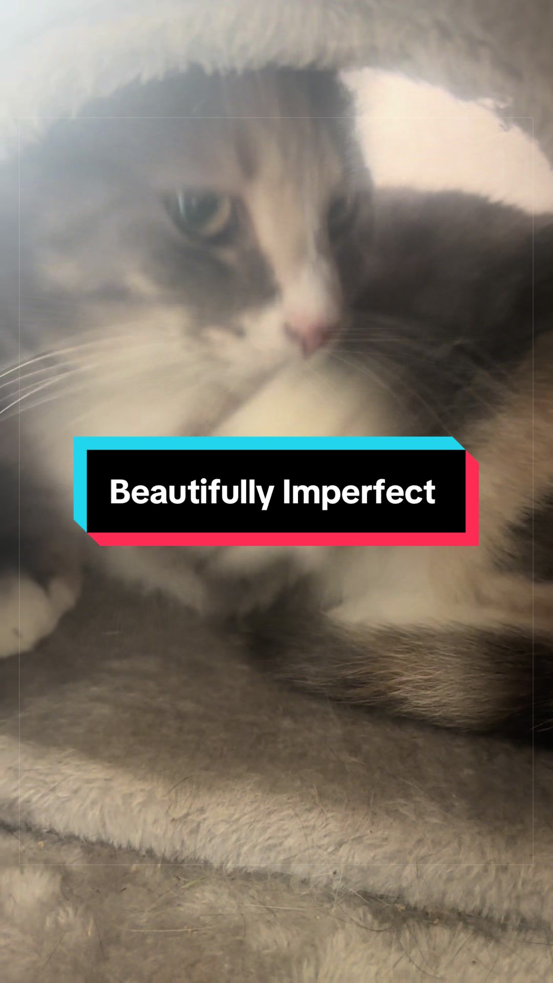 @catlover313official