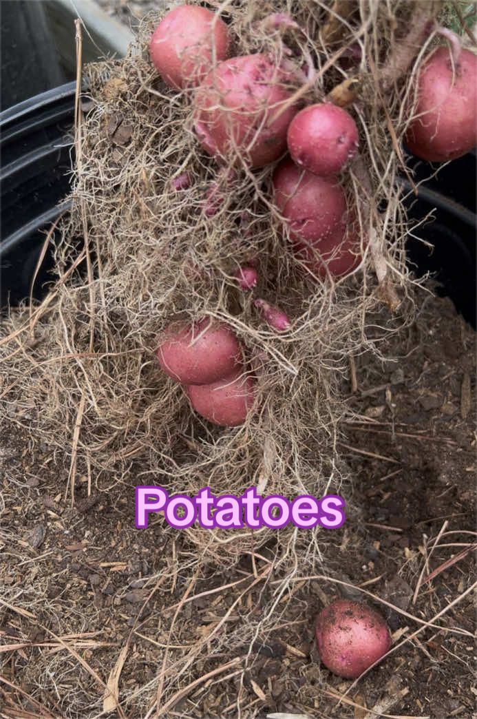@Gardening4ME