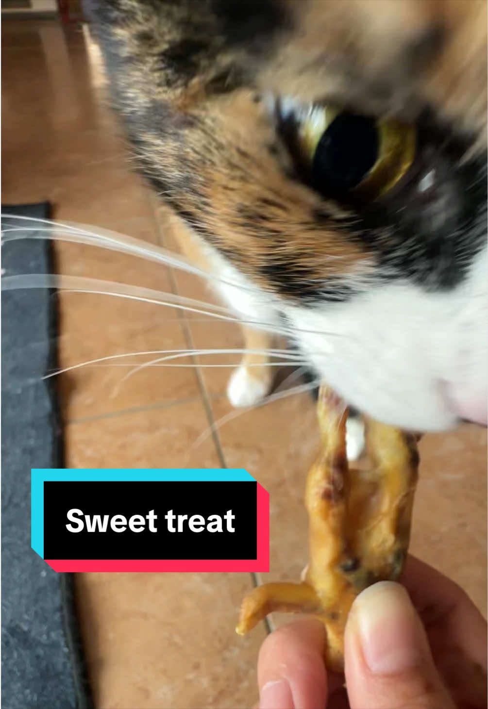 @meloncreamcat