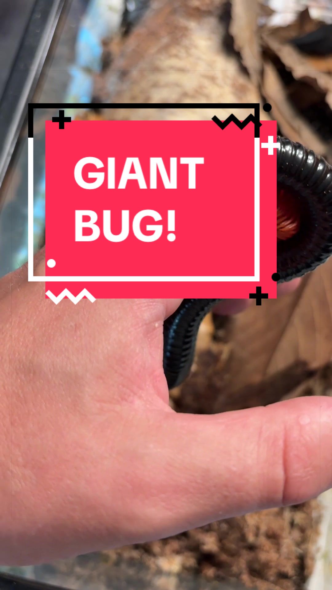 @DoctorBugz