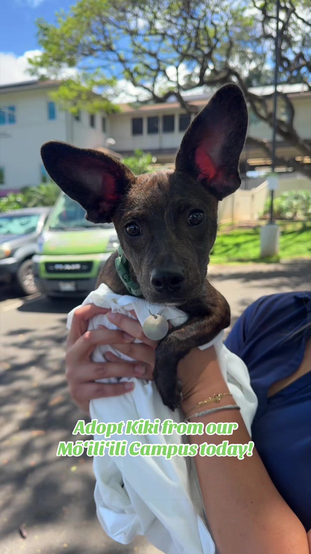 @Hawaiian Humane Society