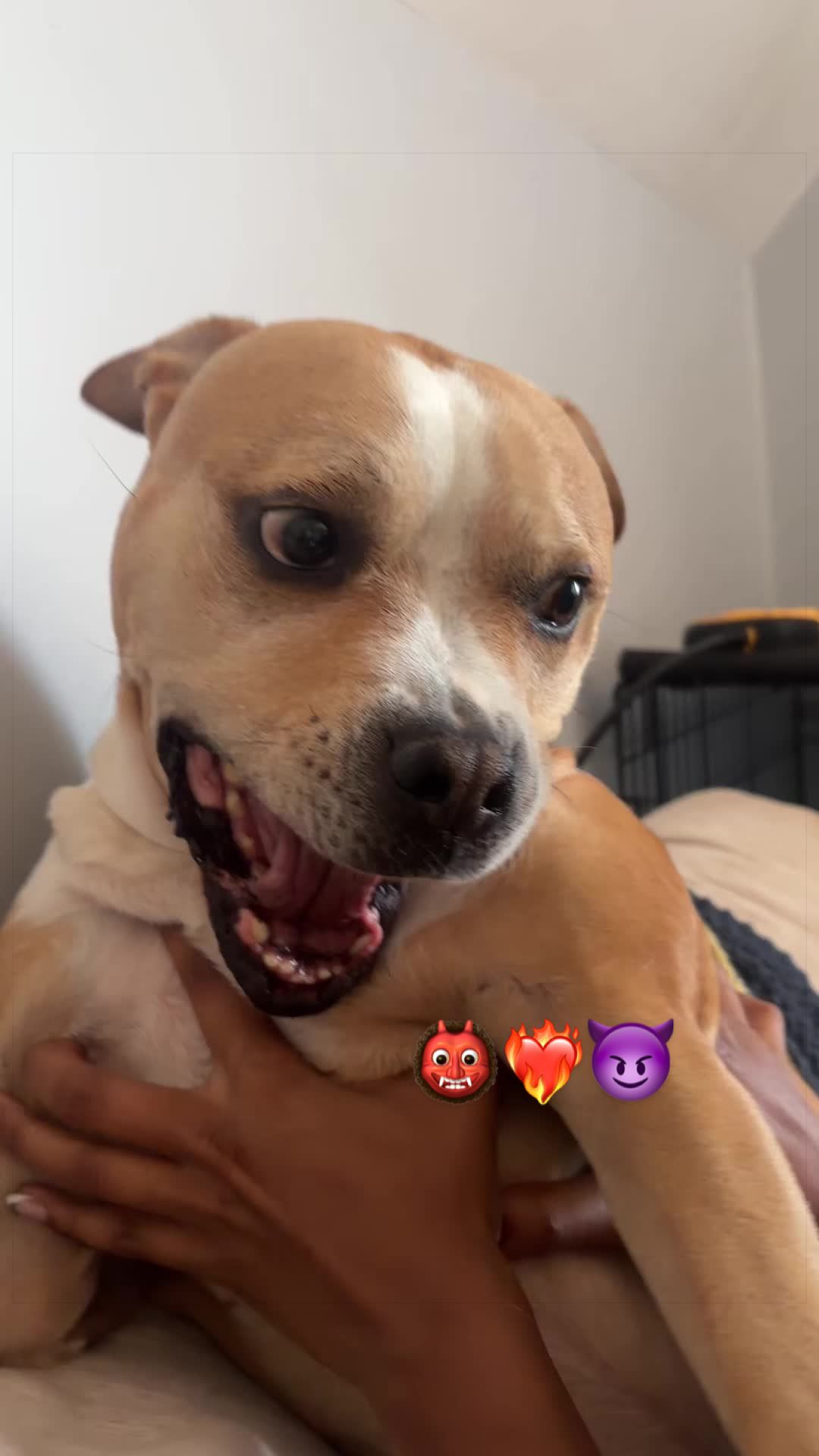 @dogstrainjen
